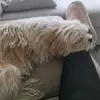 nel - @neltroost - TikTok