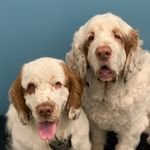 Adventures of Neil & Walter - @theslumberspaniels - Instagram