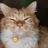 THOMAS NEKO - @nekothomas47 - TikTok