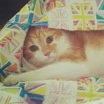 Thomas the cat - @thomas_neko - Instagram