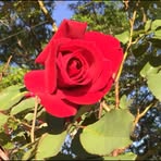 Nelda Simpson - Facebook