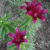 Nelda Thomas908 - @neldathomas908 - TikTok