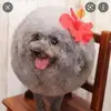 nellallen40 - @nellallen40 - TikTok