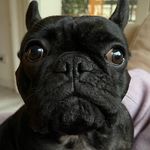 Nellie 🖤 - @nelly.black.frenchie - Instagram
