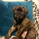 Nelly The Cane Corso Cross 🖤 - @nellythecanecorsocross - Instagram