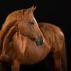 Nell Dean - @nell.dean6 - TikTok