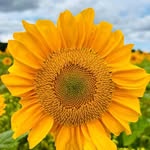 Nelldean Briehn - @nelldeanbriehn - Instagram