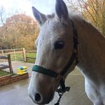 Nell Drake - @peter_equine - Instagram