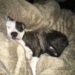 Nellie Palumbo-Dwyer - @nelliepupster - Instagram
