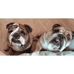 ENGLISH BULLDOGS - @west_nell_englishbulldogs - Instagram