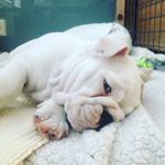 Nell Gerritsen - @englishbulldognell - Instagram