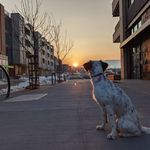 Nell the English Setter - @setternell - Instagram