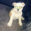 Nellie the English Bulldog x - @cutie_nellie_x - TikTok