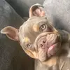 nellietheenglishbulldog1 - @ass.4658 - TikTok