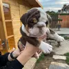 nellietheenglishbulldog1 - @nellietheenglishbulldog1 - TikTok