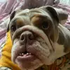 Nellietheenglishbulldog - @kaycie.x1 - TikTok