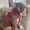 Nelly the English bulldog - @victoria689658 - TikTok