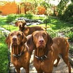 Daisy, Nellie & Finley - @daisy.nellie.finley - Instagram