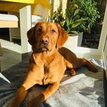 Florence Nell 🦮💗 Foxredlab - @nell_foxredlab - Instagram