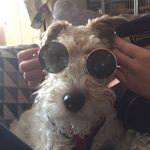 Hi my name is Nell!🐾 - @foxterriernell - Instagram