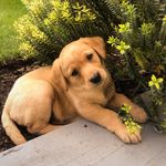 Nell   |  Fox Red Lab Pup 🌿🦊 - @ourgirlnell - Instagram