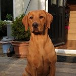 Nell the fox red labrador - @nell_lab_retriever - Instagram