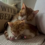 Fenway Frank & Nola Nell - @fennyfrankandnolanell - Instagram