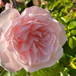 Nell Freeman-Romilly - @drnellfr - Instagram