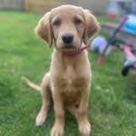 @golden_nellie_ - Instagram