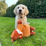 @golden_retriever_nell - Instagram