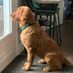 Nell Golden - @mbgoldenretrievers - Instagram