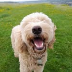 Nell Goldendoodle 🇬🇧 - @nell_the_goldendoodle - Instagram