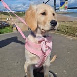 Nell - @nell.goldenretriever - Instagram