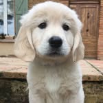 NELL🐶 - @nell_le_golden_retriever - Instagram