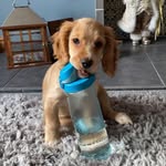 Nell the Golden Cocker Spaniel - @nells.adventures - Instagram