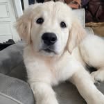 Nell the golden retriever ✨ - @nell_the_golden_girl - Instagram