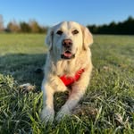 nell the golden retriever 🌞 - @nellthegoldie - Instagram
