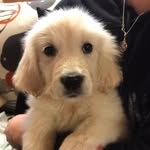 Nella (nalle🧸) the Golden Retriever 🐶 - @nella.thegolden - Instagram