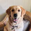 Nella - @nellathegolden - TikTok