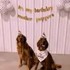 Nelli & Remi 🐶 - @nelli.remi.goldenss - TikTok