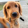 Nelli - @nellithegolden - TikTok