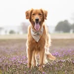 Nellie | Golden Retriever - @nelliegoldengirl - Instagram