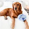 Nellie | Red Golden Retriever - @nelliethegoldengirl - TikTok
