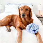 Nellie | Red Golden Retriever - @nelliethegoldengirll - Instagram