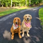 Nellie and Lucy - @nelliemae.goldenlove - Instagram