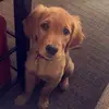 Nellie Bean - @nelliebeangolden - TikTok