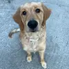 Nellie the Golden - @nelliethegolden_ - TikTok