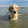 Nellie The Golden - @nellersthegoldengirl - TikTok