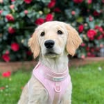 Nellie the Golden Retriever - @nellthegoldenretriever - Instagram