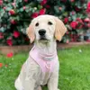 Nellie the Golden Retriever - @nellthegoldenretriever - TikTok